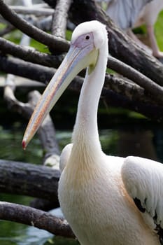 Pelicans cooling off at the lakeside in summer