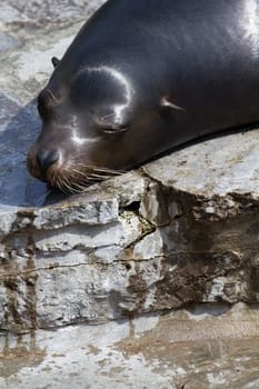 Sea Lions basking at the shore in summer