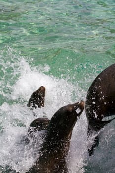 Sea Lions basking at the shore in summer