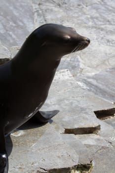 Sea Lions basking at the shore in summer