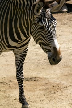 Zebra crossing the plateau in a summer afternoon