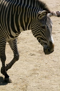 Zebra crossing the plateau in a summer afternoon