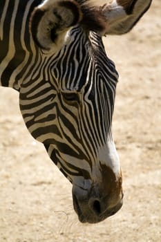 Zebra crossing the plateau in a summer afternoon