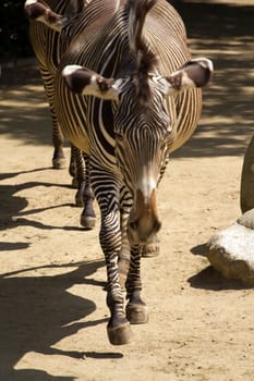 Zebra crossing the plateau in a summer afternoon