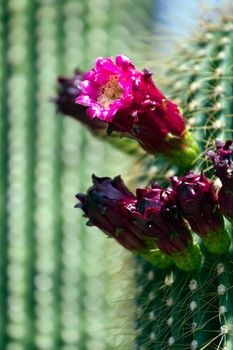 Cacti in the warm desert sun 
