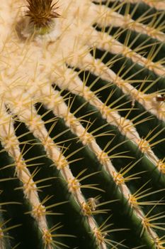 Cacti in the warm desert sun 