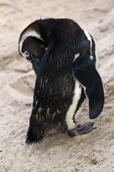 Penguins warming on the shore in the evening sun
