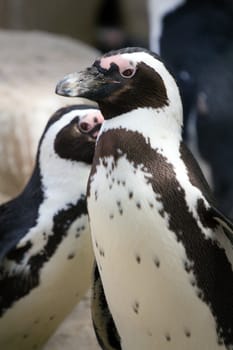 Penguins warming on the shore in the evening sun