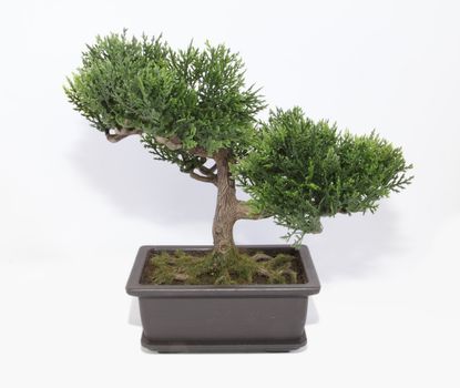 Bonsai in a pot on a white background