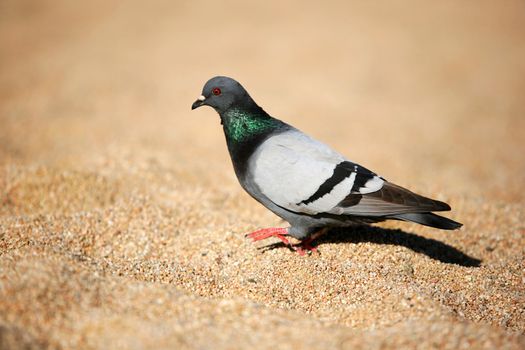 Image of a pigeon on the sand at a beach