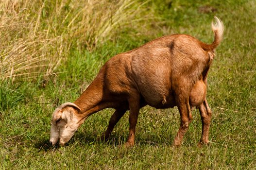 Brown billy goat grazing next to cornfield. in the sun