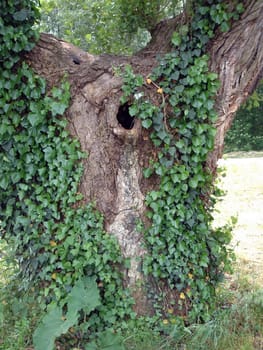 Green wild Ivy growing up an old tree