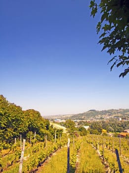 Green and gorgeous vineyard with blue sky in the back