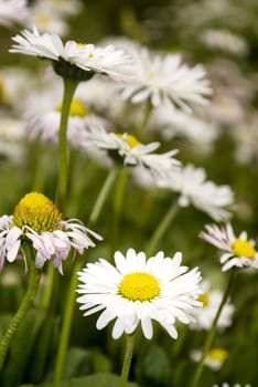 few daisies in a green field