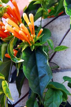 An isolated shot of Flame vine Orange Bignonia Flowers