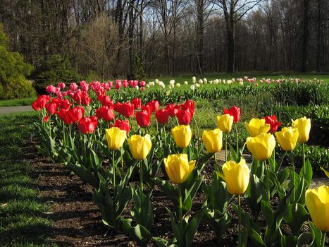 A photograph of tulips blooming in a garden.