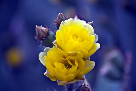 Yellow cactus blossom on a blurred background with copy space
