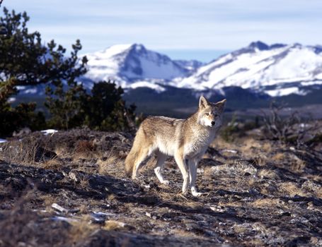 Coyote mid-trot, snowy mountains in the background.