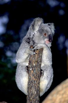 Koala perched on a snag resting duing the day