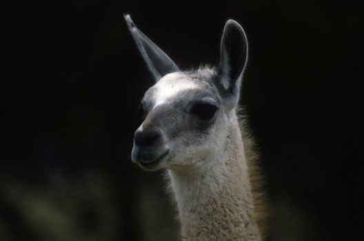 Llama head shot looking forward intently without.