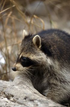 Raccoon head shot in profile on a log