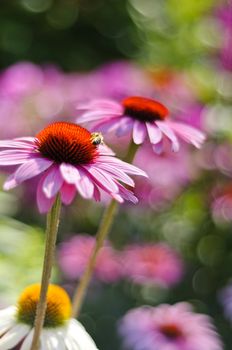 Close-up shot of a bee pollinating a Purple cone flower (Asteraceae - Echinacea purpurea "Primadonna tiefrosa") in a garden