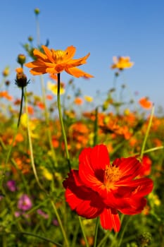 Cosmos flowers garden and blue sky