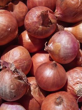 A lot of fresh small red scallions