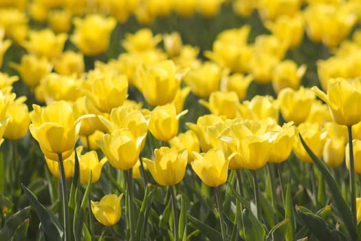 A spring field with yellow tulips in the Netherlands