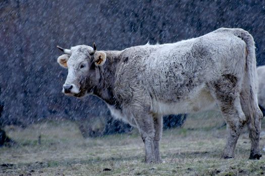 Cow at pasture in Northern Spain