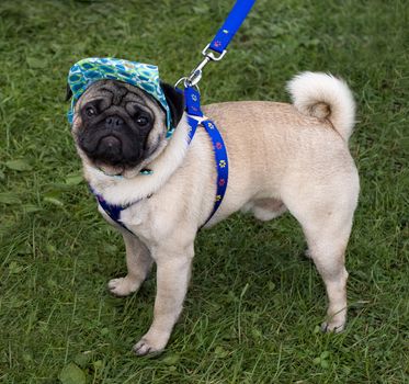 Pug with a cap and blue collar