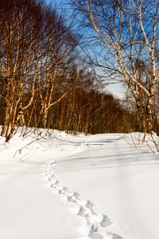 Traces of the person on snow conducting afar