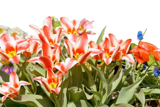 Blooming tulips on a white