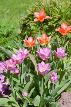 Blooming tulips on summer day
