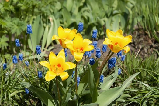 Blooming yellow tulips on a sunny day