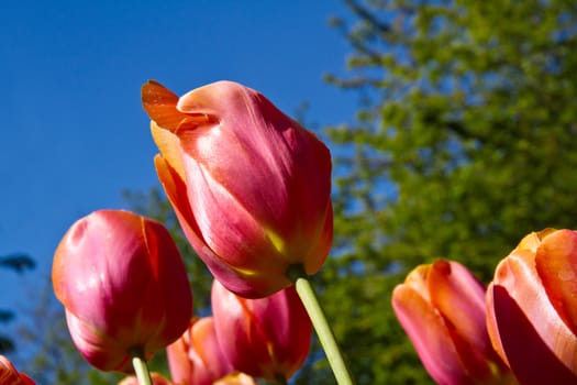 Beautiful spring tulip in holland park