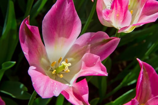 Beautiful spring tulip in holland park