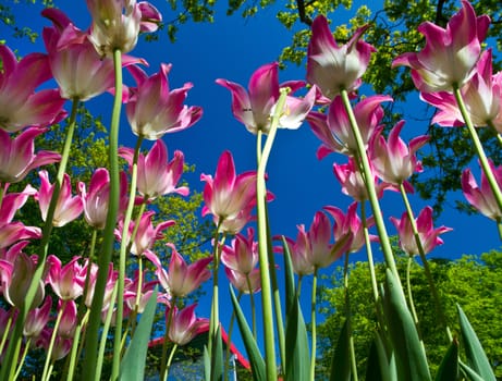 Beautiful spring tulip in holland park