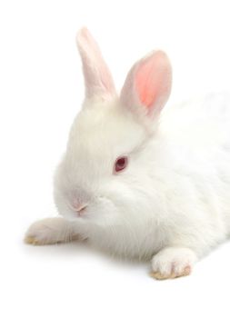  rabbit isolated on a white background