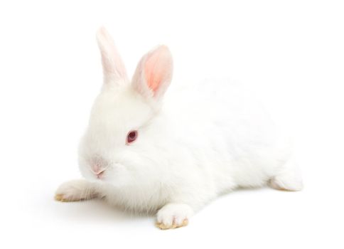  rabbit isolated on a white background