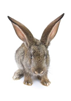 gray rabbit isolated on white background