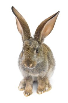 gray rabbit isolated on white background