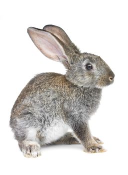 gray rabbit isolated on white background