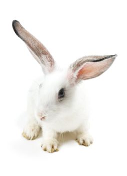  rabbit isolated on a white background