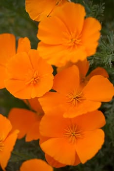 Orange Poppies Field selective focus effect.