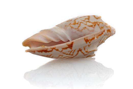 Sea shell isolated on white background.