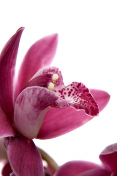 Pink orchid flower close-up, selective focus on white backgroun.