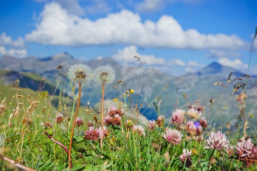 Alpine meadow closeup to the background GroГџglockner