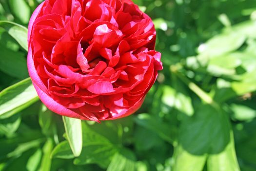 pretty red peont flower
