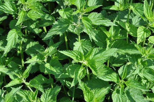 Natural background: nettles, the central Russia have grown